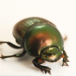 Bug